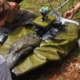 Robotkrokodil inspecteert kwaliteit rivierwater