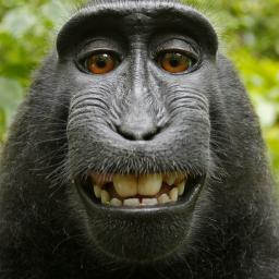 Wikipedia weigert selfie van aap te verwijderen