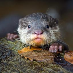 Dierentuin Londen test ongebruikte frequenties met livestreams dieren