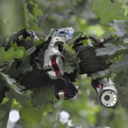 Robotslang leert bergbeklimmen van echte slangen